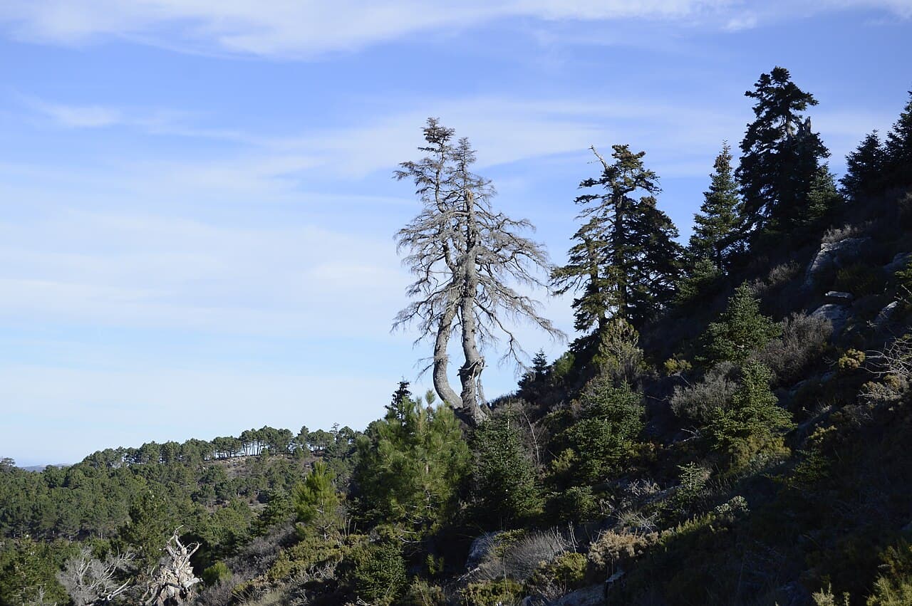 Pinsapos en la ladera de la Sierra de las Nieves