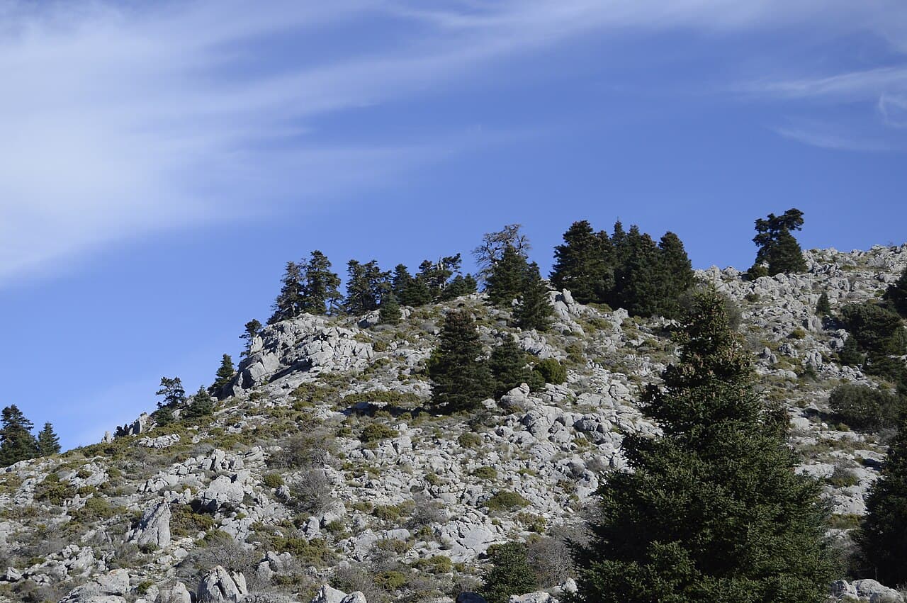Pinsapos sobre la caliza de la sierra
